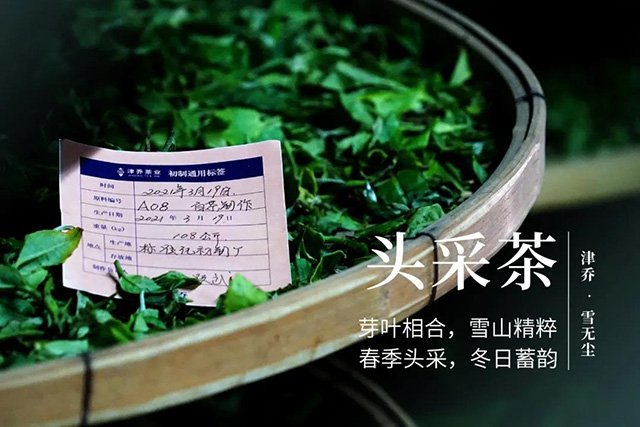 津乔白茶雪无尘