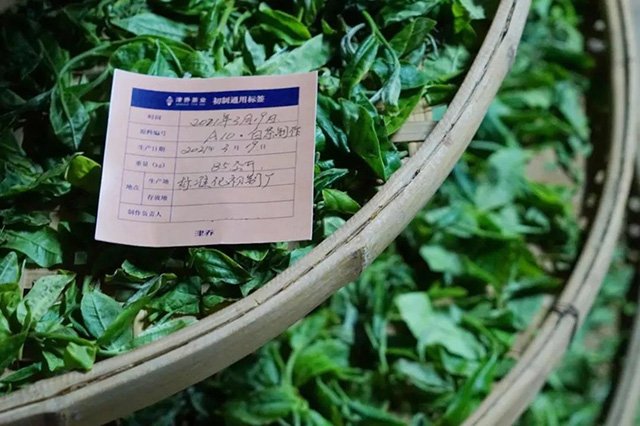 津乔白茶雪无尘