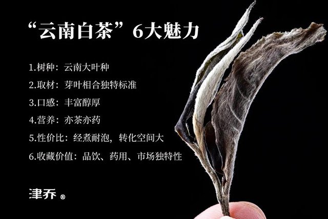 津乔2021白茶雪无尘