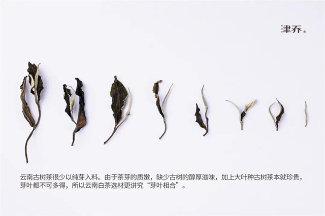 津乔2021白茶雪无尘