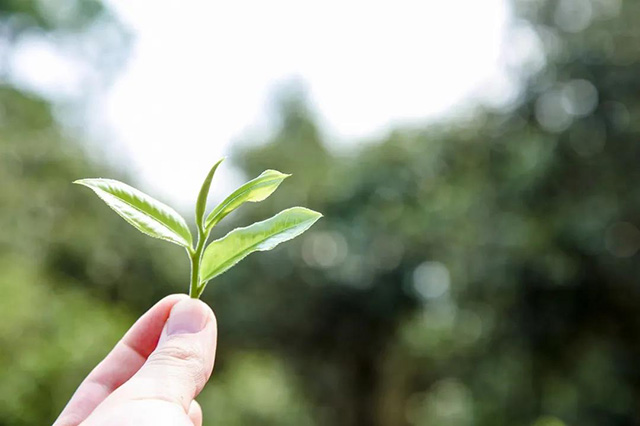 六大茶山御品原茶生茶