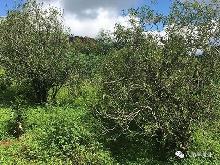 八角亭老乌山藤条古树