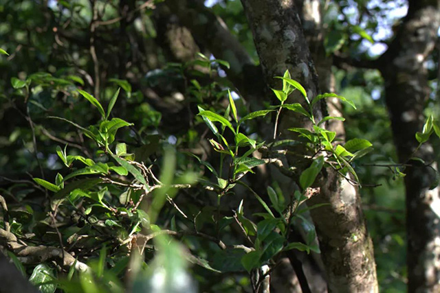 龙润茶藏香陈香普洱茶