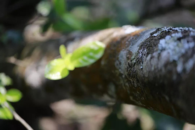 龙润茶藏香陈香普洱茶