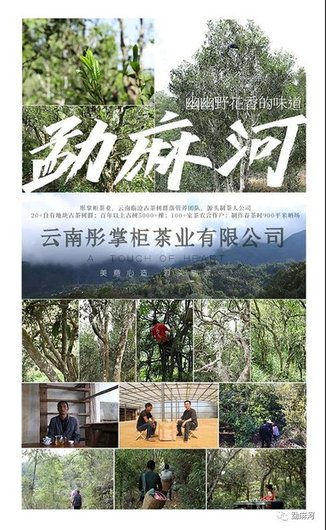 勐麻河普洱茶品鉴