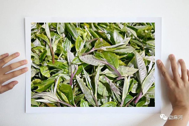 勐麻河普洱茶品鉴