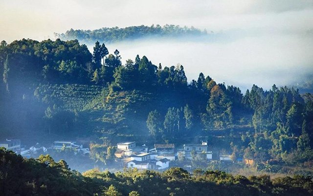 云南龙润茶业