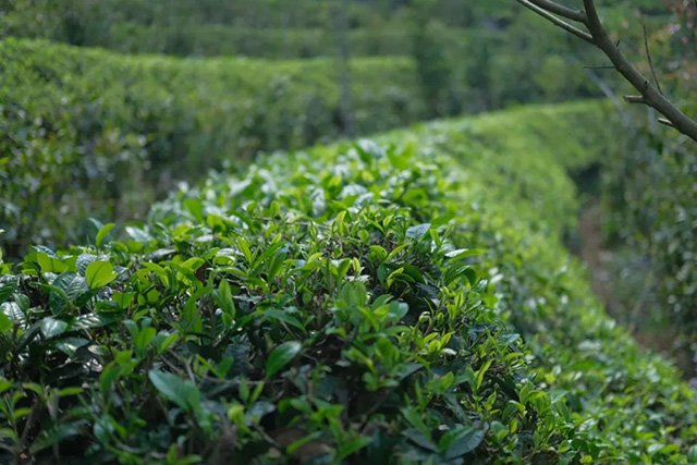 茶树 大国茶匠肖时英:一生只做一件事,一生只做一世茶