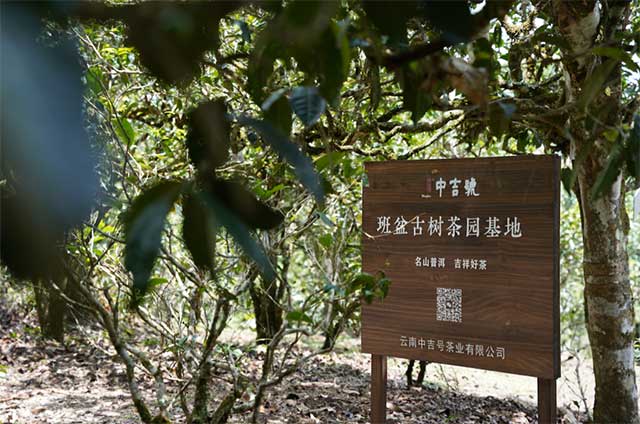 班盆中吉号古茶园基地