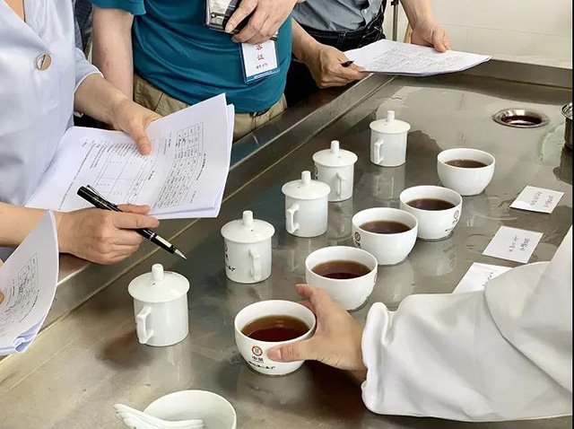 冠突散囊菌红茶