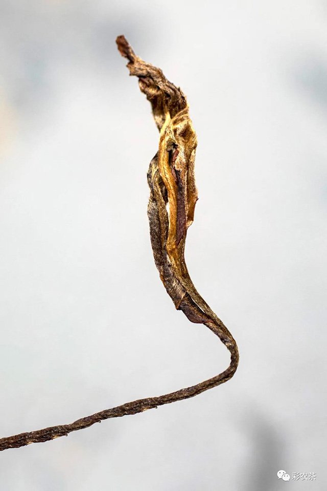 彩农茶十年醇老班章开汤