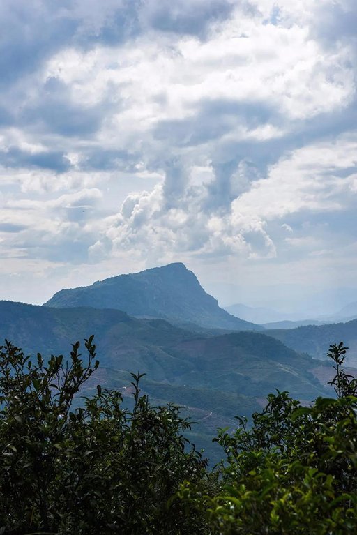 孔明山 二十年守护,换来最纯正的古六山革登滋味
