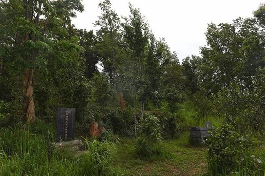 茶王坑 二十年守护,换来最纯正的古六山革登滋味