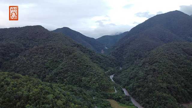 福元昌2021年春茶古易武青饼普洱茶