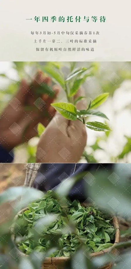 福海茶厂福海班章有机茶
