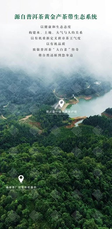 福海茶厂福海班章有机茶