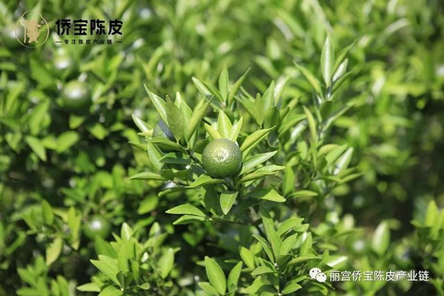 侨宝七月果