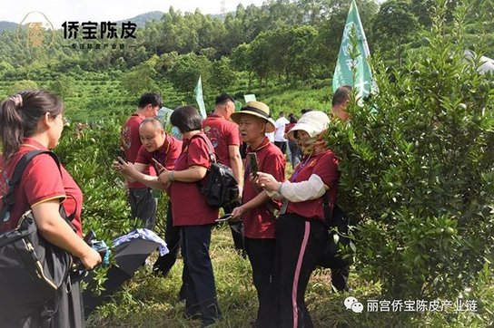 侨宝七月果