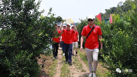 第六届中国新会陈皮文化节