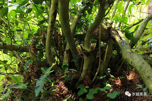 岁越黑茶湖红一号功夫红茶