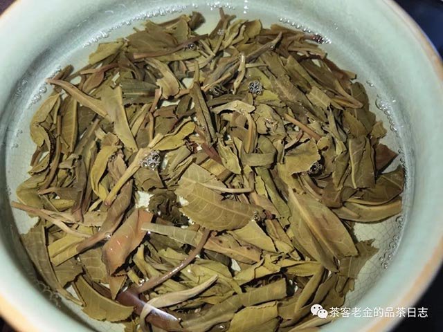 佤山茶人2021年旧衙门古树