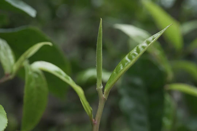 六大茶山福虎呈祥生肖饼