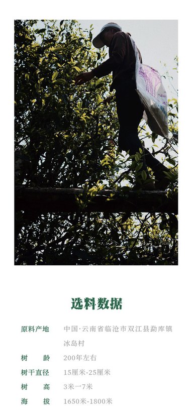 世昌兴绿印冰岛古树茶