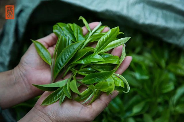 福元昌大班章熟茶