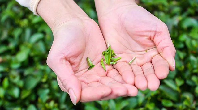 第二届建阳国际茶文化节
