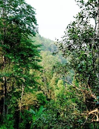 易武大漆树茶山实拍图
