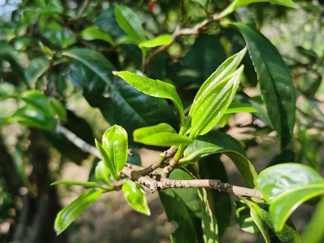 龙润茶冰岛普洱茶