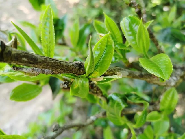 龙润茶冰岛普洱茶