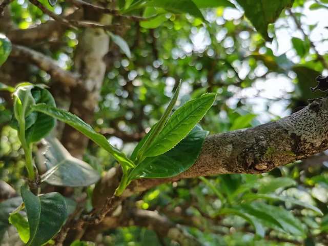 龙润茶冰岛普洱茶