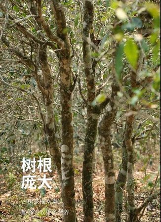 荣瑞祥易武落水洞