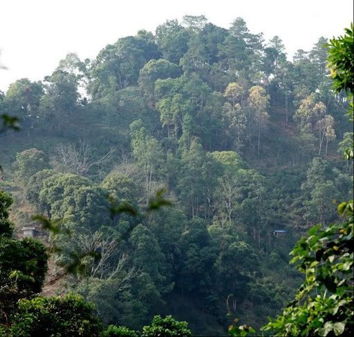 荣瑞祥落水洞古茶园实拍