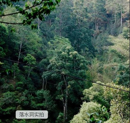 落水洞古茶园实拍