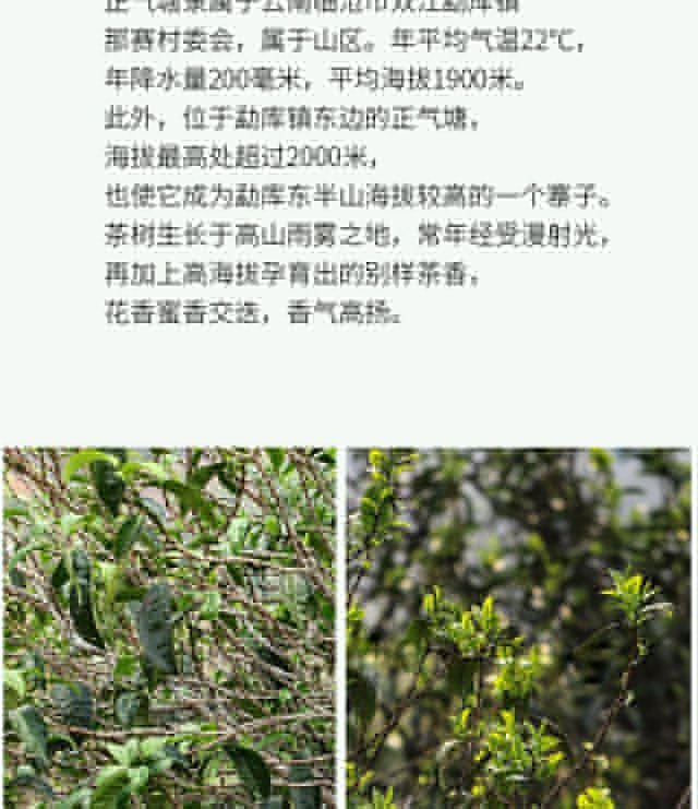 荣瑞祥2021年正气塘古树春茶