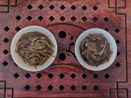 老茶人体验2016薄荷塘茶和2021忙肺茶的叶底