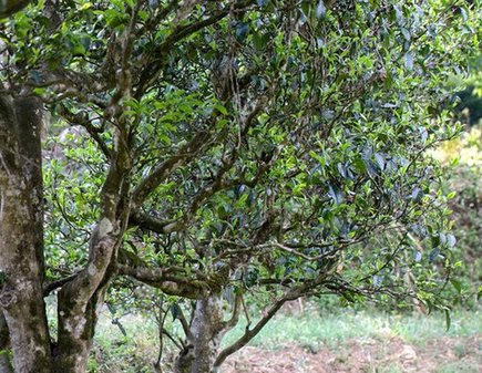 2021年龙润茶王朝饼