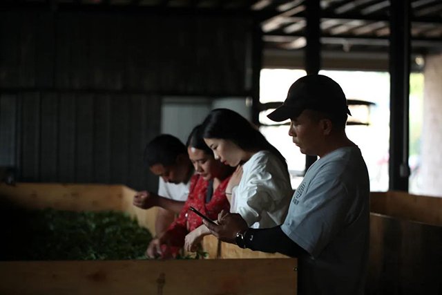 荣瑞祥蛮砖古树普洱茶