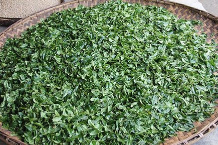 蓝版澜湄遗株单株古树鲜叶