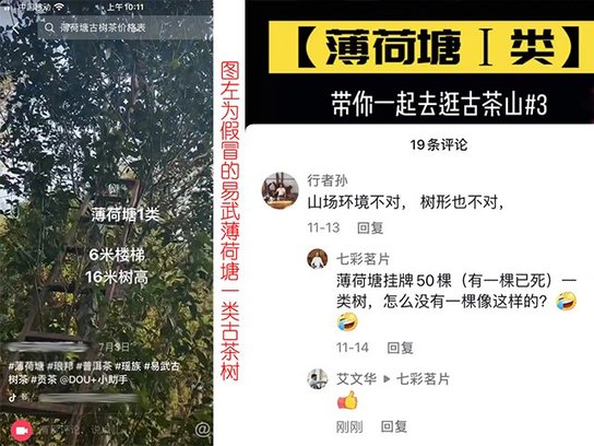 假易武薄荷塘古茶树
