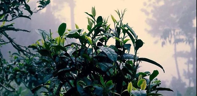 龙润红红茶