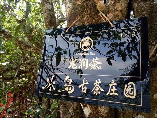 龙润冰岛山头茶