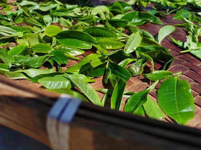 龙润老班章山头茶