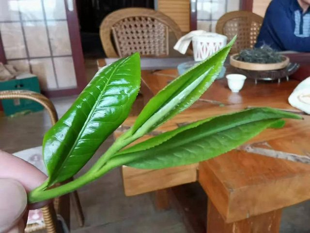 開元七子號定制茶