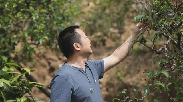 岁月知味普洱茶