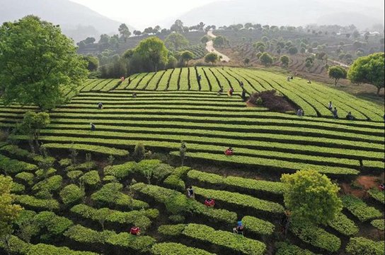 普洱茶 助推普洱茶产业发展!这场普洱茶产业发展宣传策划会别开生面