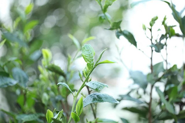 荣瑞祥2021年蛮砖古树春茶