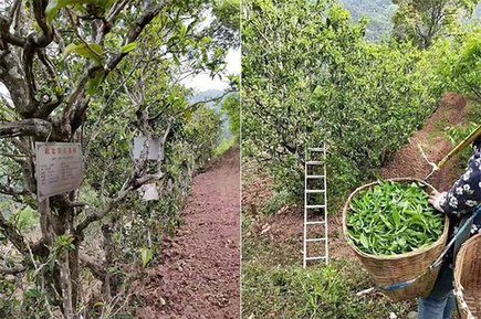 砍盆箐古茶树和鲜叶